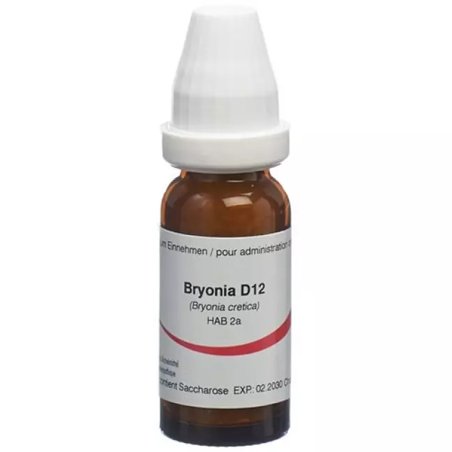 OMIDA BRYONIA GLOB D 12 14