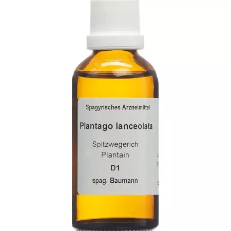 SPAGYROS SPAGYR Plantago lanceolata SPAGYROS SPAGYR Plantago lanceolata